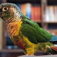 گمشده طوطی گرینچیک با حلقه در پای راست