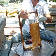 عسل طبیعی کوهسرخ