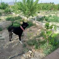 واگذاری سگ گله ای درجه یک