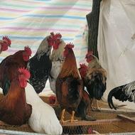 فروش مرغ و خروس وتخم مرغ محلی زنده و کشتار روز