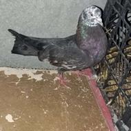 کبوتر ماده