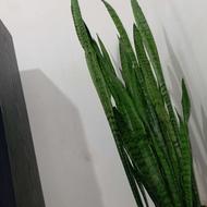 گل سانسور یا شمشیری
