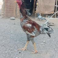 فروش خروس لاری