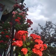 فروش گل کاکتوس وشمعدانی