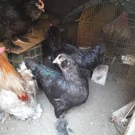 مرغ مرندی تخم گذار