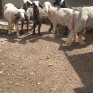 میش چاق وقوچ