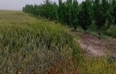 زمین کشاورزی یک هکتار