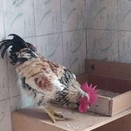 چهار عدد خروس فروشی