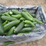 خیار سالادی ویکتور محلی