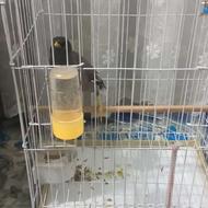 مرغ مینا سخنگو پنج کلمه بیا مینا و000