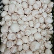 فروش قارچ درجه یک