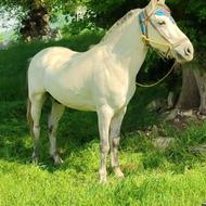 اسب سن 6اخته باری سواری ارام بشرط