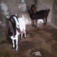 باسلام فروش بز شیری پاکستانی
