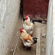 دو خروس نر
