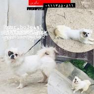 سگ پاکوتاه