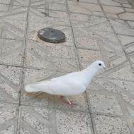 کبوتر نر سفید
