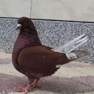 کبوتر، کینگ نر،سرخ