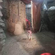 خروس لاری میانوالی پاکستان