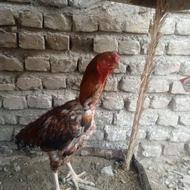 مرغ سندی نسل دار