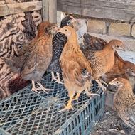 جوجه نیمچه دوماهه و یکماهه