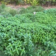 سبزی بسته ای