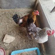 مرغ تخم گذار محلی