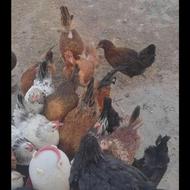 مرغ جوان تخمگذار