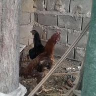 خروس سندی اصیل
