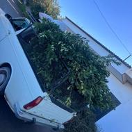 خرید برگ بو در تالش