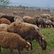 فروش تعدادی گوسفند میش با بره