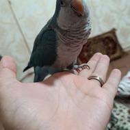 طوطی کواکر یا راهب
