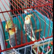 طوطی عروس هلندی
