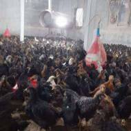 جوجه مرغ بومی جوجه مرغ جهادی جوجه مرغ گلپایگانی بلک استار2ما