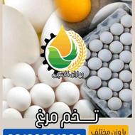 تخم مرغ سفید