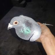 کبوتر خوب و سرحال طاق با طوقی هم هست