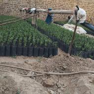 نهال پسته. کیفیت عالی. بذر اصلاح شده