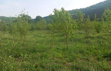 2600 متر باغ سیب منطقه کوهستانی