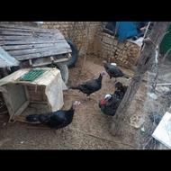 بوقلمون جوان