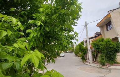 سند تک برگ 