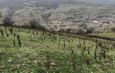 1500 متر زمین ییلاقی در ارتفاعات روستای تیلم