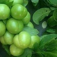 خریدار آلوچه رودرخت