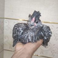 5 عدد مرغ گلین
