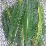 برگ سیکاس برای دسته گل