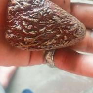 فروش سنگ فسیل بسیار زیبا و یک شهاب سنگ