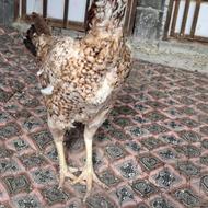مرغ لاری اصیل