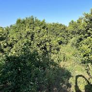 باغ 1,500 متری در ساری کوی اصحاب