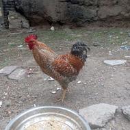 خروس چیل جوان