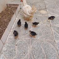 مرغ وجوجه بومی