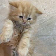 گربه دو ماهه