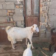گوسفند بربری چهار ماه آپسته